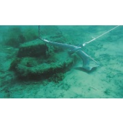 Anchor ring